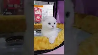 #шотландскаявислоухая # #скоттишфолд #ns1133