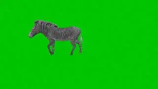 Wild Animal Zebra Green Screen