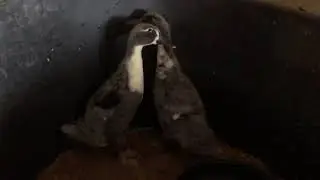 Butter and Brickle, ducklings