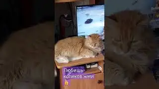 #shortc#Барсик