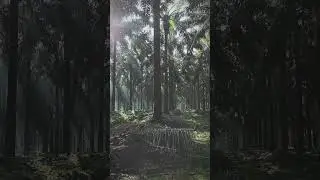 suasana perkebunan kelapa sawit #sawitkalimantan #kebunsawitangker #seram