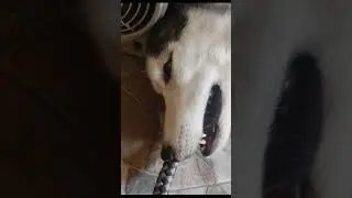 Ayaw maligo #husky #petlover #doglover #animals #siberianhusky #cute #furries