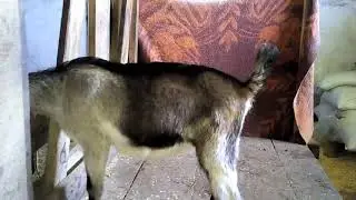 Шаранта