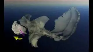 3DCranio.com: Cranial Movement in 3D