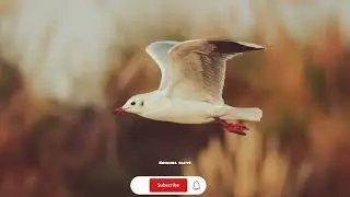 ഈ കിളികളെ ningal കണ്ടിട്ടുണ്ടോ
