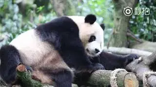 大熊猫怎么挠痒痒？