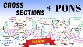 Cross Sections of PONS in 3 minutes! | Dr. AI