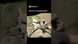 Why farriers need nerves of steel 🩶