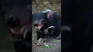 Tasmanian Devils: The Mammals With the Strongest Bite Relative to Body Size #shorts  #buzzbilt