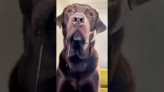 Oh NEIN 😳! Hund KLAUT meine Karte 💳 #samlabrador #hund #shorts #vlog