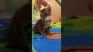 Бенгалы!