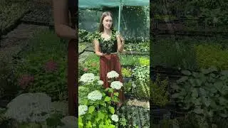 Мята шоколадная