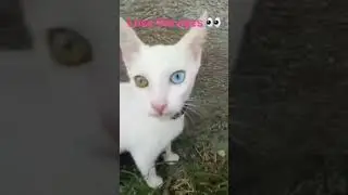 #cuteeyes