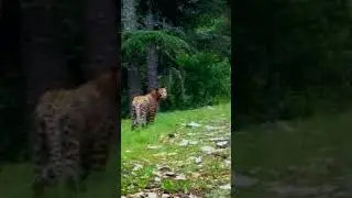 ANADOLU PARSI'NIN YENİ GÖRÜNTÜSÜ! (KENDİ ALT TÜRÜNÜN EN BÜYÜĞÜ)
