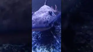 QUE PEIXE É ESSE? #aquarismo