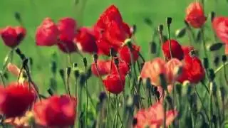 Удивительная природа.Красоты природы.Окружающий мир.