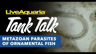 LiveAquaria Tank Talk - Metazoan Parasites of Ornamental Fish