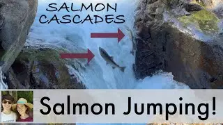 Salmon Cascades: Top Spot to Watch the Washington Salmon Run