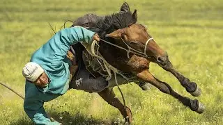 Мұғалжар Айғырлары|Үйір жылқы
