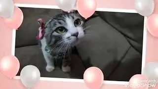 27-07-2022. Parabéns pra Tuquinha,feliz aniversário (2anos)🐱🎉🎂(parte 1)