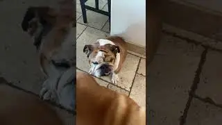 When you need to charge something with dogs around the house…