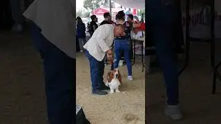 ya en antepista la inu
