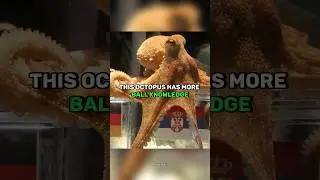 Octopus Predicted The World Cup Winner🤯 