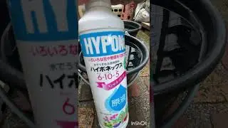メダカ水槽217 トロ舟の水換えをします　#shorts #メダカ #fish #aquarium
