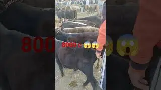 мол бозор Истаравшан