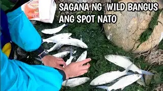 Catch and Cook | Nagsulputan Ang Mga Wild Bangus Sulit Ang Biyaya