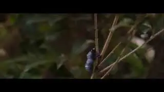 Метаморфоза - Разборки в стиле Кунг-фу