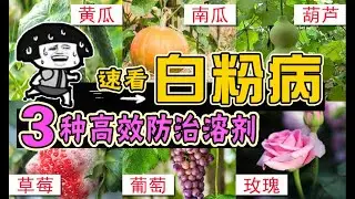 真菌感染，白粉病怎么办？小苏打喷剂 | 3种自制的高效防治溶剂 powdery mildew
