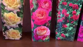 Не удержалась, снова купила розы в Леруа...