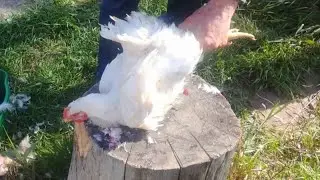 ЗАБОЙ ПЕТУХА, КОПЧЕНИЕ МЯСА