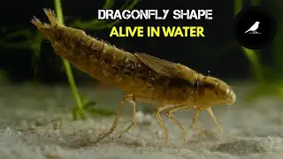 Dragonfly Life Cycle: From Water Nymph to Sky King