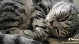 Кот отжигает