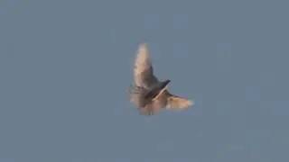 Просмотр молодых голубей в полете.