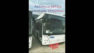 В продаже автобусы МАЗ