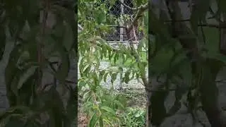 Комендант Альма вышла на обход территории