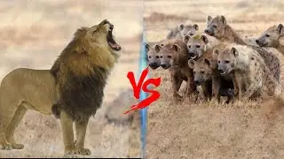 1 Male Lion VS 20 Hyena || Can A Male Lion Really Defeat Entire Hyena Clans