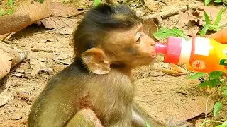 HUNGRY & HURT ALE BABY MONKEY GIVE MILK TO POOR BABY MONKEY @NewsBabyMonkey