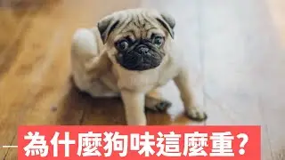 為什麼狗味這麼重