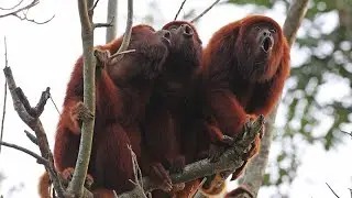 Ursine Howler—One of the Loudest Mammals on Earth