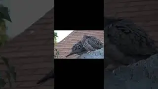 Tortulas bailando