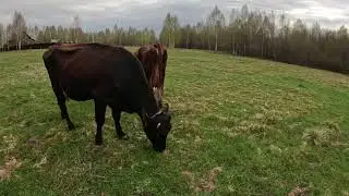 Камера, которая делает ролики сама)))