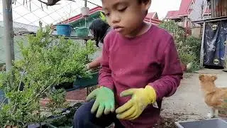 Home Quarantine This video is Nothing but Fixing the Plants