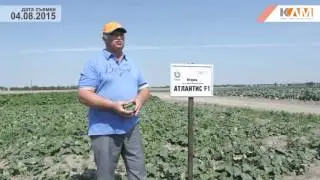 Огурец Атлантис F1. Характеристики гибрида