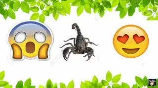 CÓMO CUIDAR A UN ESCORPIÓN ASIÁTICO/ BICHO GIRL CHANNEL