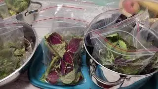 Собираю деревенский чай/Крысы атаковали курятник/Убрала петухов/ Посылка с колеусами