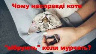 Why do cats actually 